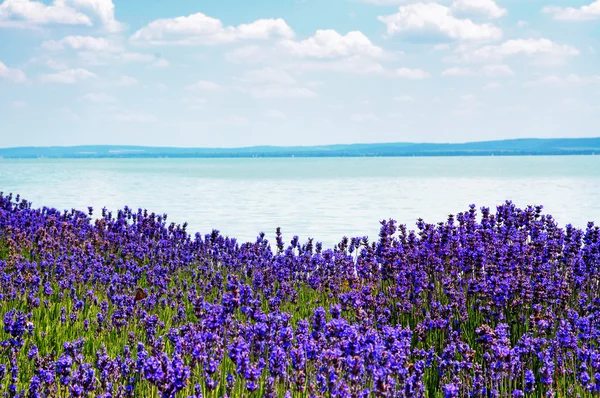 Levandule u jezera balaton, Maďarsko — Stock fotografie
