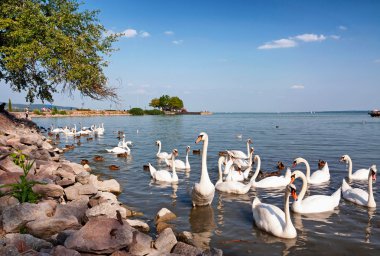 kuğular at lake balaton, Macaristan yeme