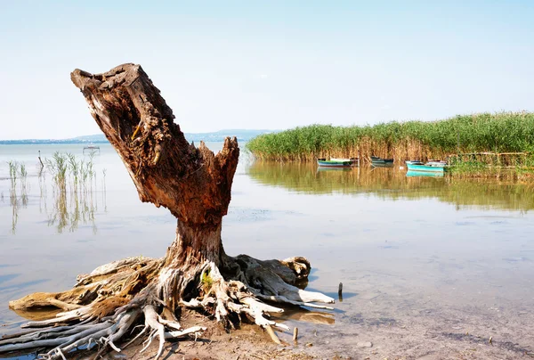Old bole at Lake Balaton, Hungary — стоковое фото