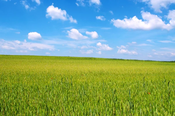 Wheat-field in sunshine in spring — Stock Photo, Image