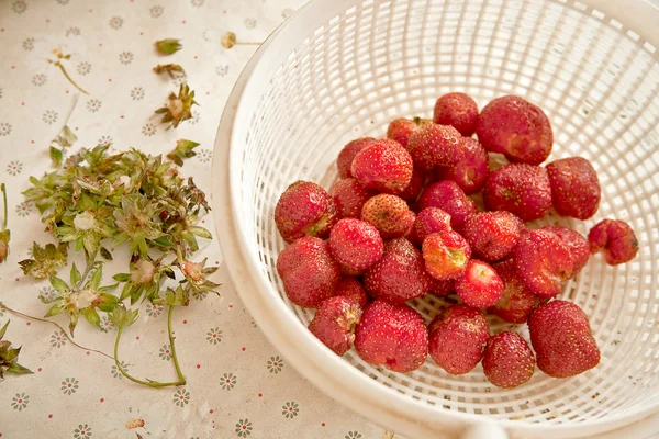 Erdbeere gerodet — Stockfoto