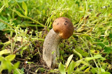 Leccinum aurantiacum