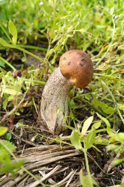 Leccinum aurantiacum