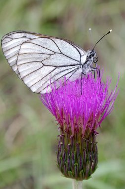 Aporia crataegi