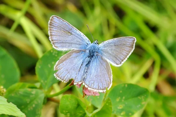 stock image Blue moth