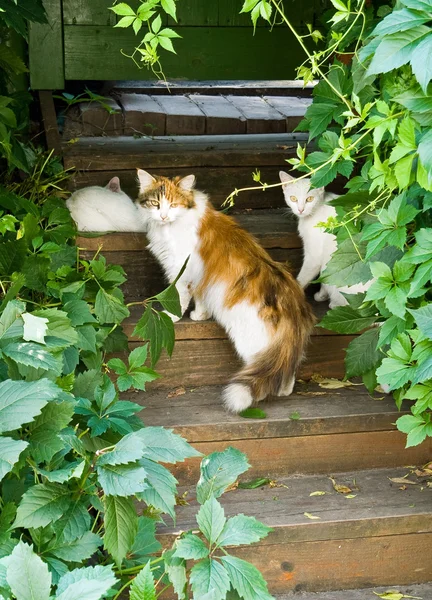 Katten op de stappen — Stockfoto