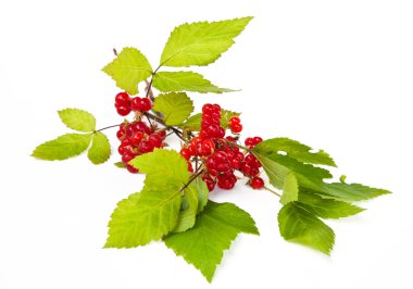 Rubus saxatilis or Stone Bramble clipart