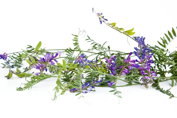 Vicia с фиолетовыми цветами — стоковое фото