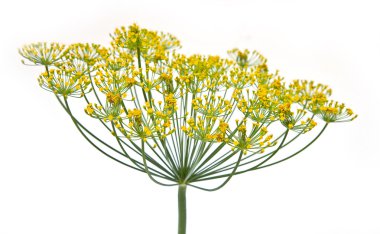 Dill on a white background clipart