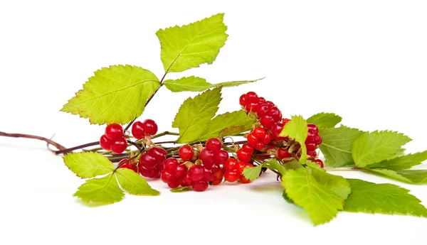 Rubus saxatilis tai kivi bramble — kuvapankkivalokuva