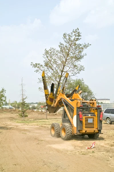 Transplante de árvores — Fotografia de Stock