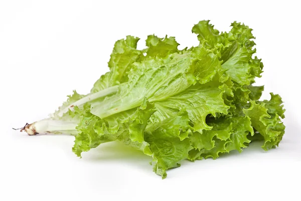 Lettuce from the garden — Stock Photo, Image