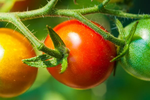 Tomaten lizenzfreie Stockfotos