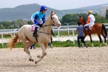 The jockey and akhalteke mare. clipart