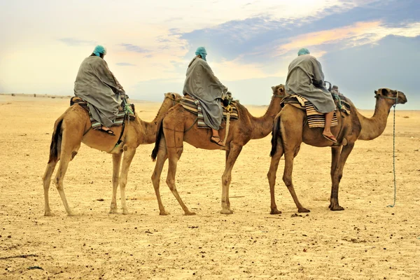 在沙漠里，撒哈拉沙漠，突尼斯骆驼商队 — 图库照片