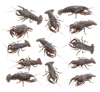 Crayfish (Astacus leptodactylus) clipart