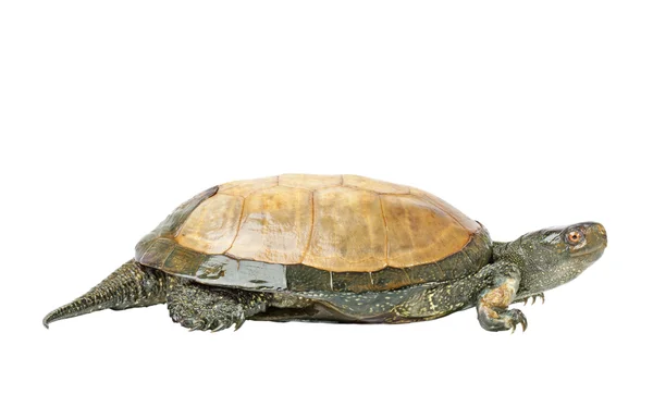Beyaz bir arka plan üzerinde izole kaplumbağa (Avrupa gölet kaplumbağa) — Stok fotoğraf