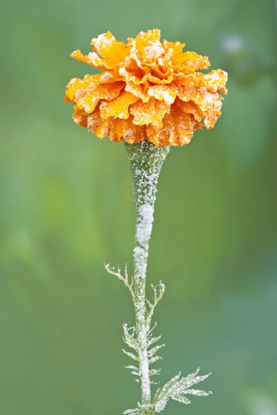 Os cristais de gelo na flor, a primeira geada de outono — Fotografia de Stock