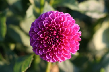 Bahçedeki Dahlia