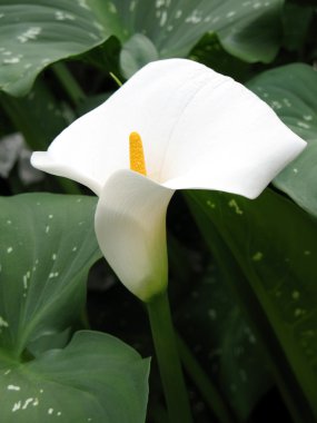 calla-zambak