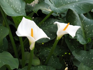 calla-zambak