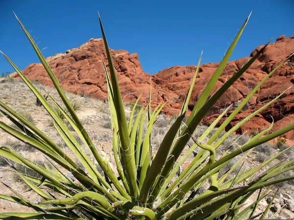 stock image Red Rock Canyon Nevada