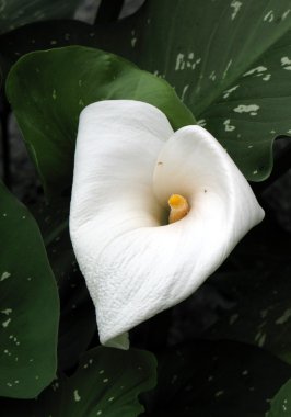 calla-zambak