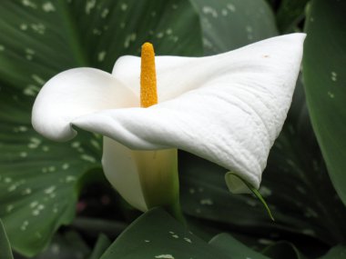 calla-zambak