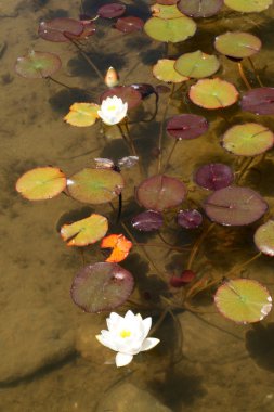 Water lilies in a pond clipart