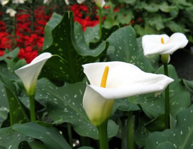 calla-zambak