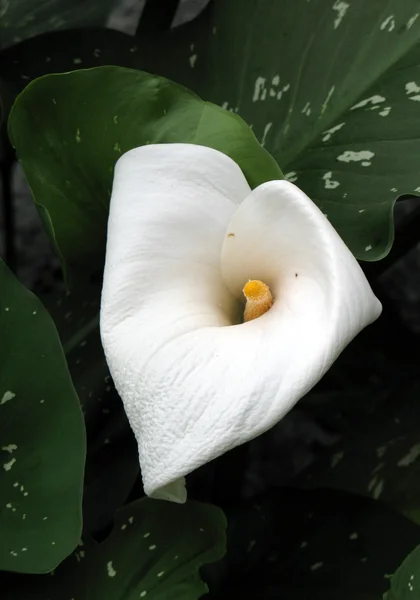 Stock image Calla-lily