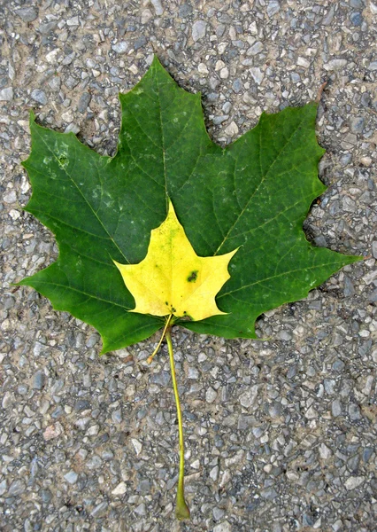 아스팔트에 잎 — 스톡 사진