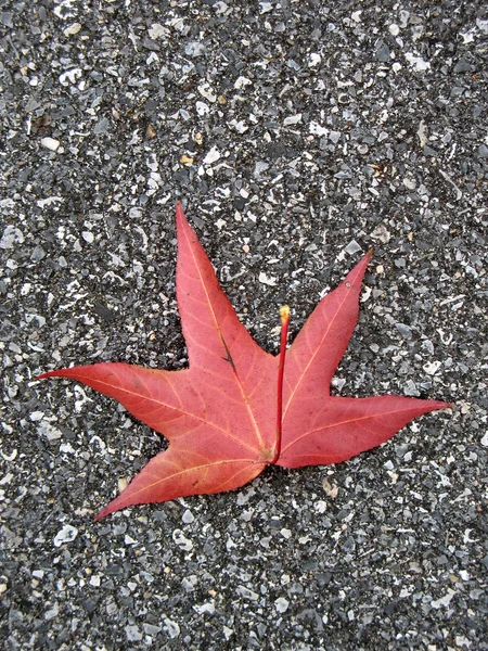 Leaf on asphalt — Stock Photo, Image