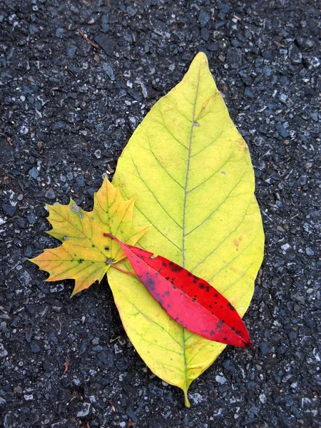 Folhas no asfalto — Fotografia de Stock