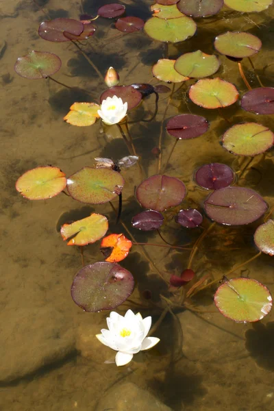 stock image Water lilies in a pond