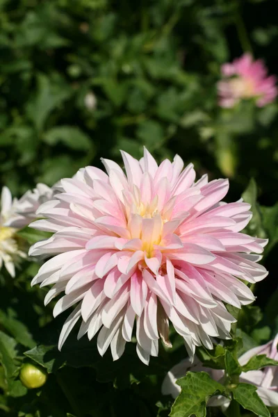 Dahlia in een tuin — Stockfoto