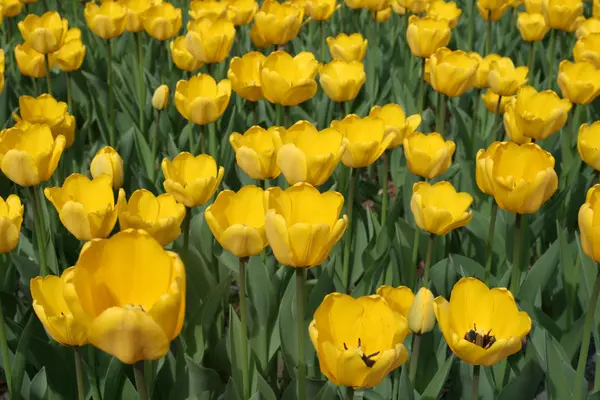 stock image Tulips