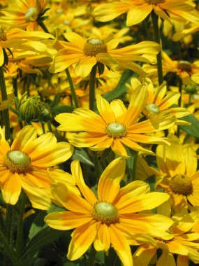 Black-eyed susan clipart