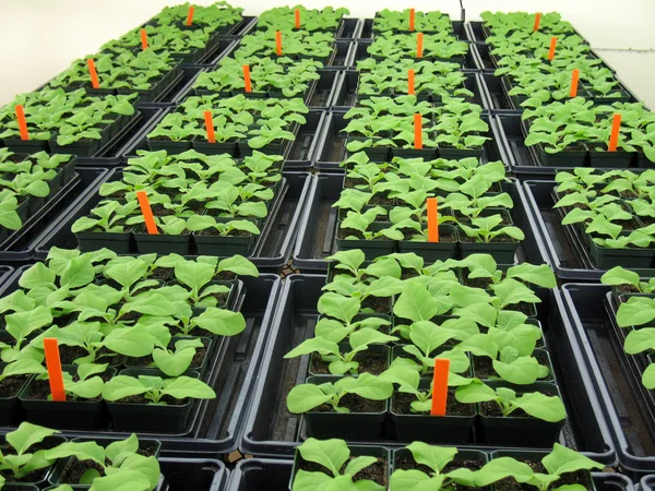 Üvegházhatást okozó növények fiatal dohány — Stock Fotó