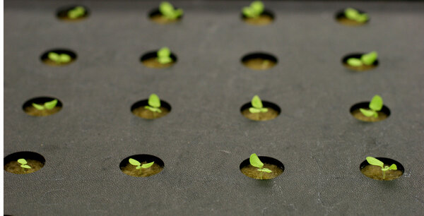 Young tobacco plants in greenhouse