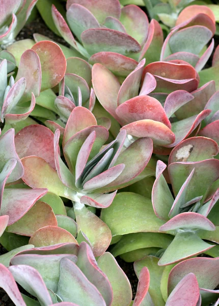 stock image Kalanchoe