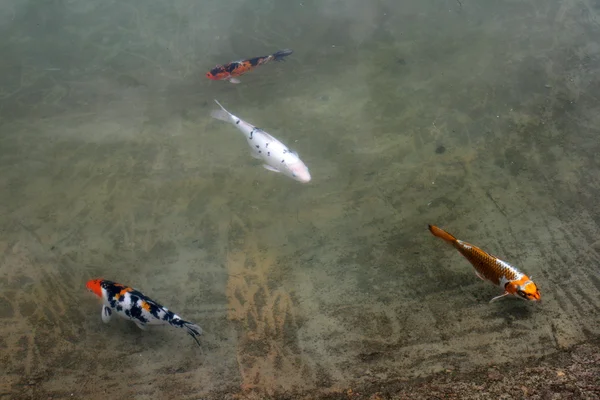 Ψάρια ενυδρείου ή koi — Φωτογραφία Αρχείου