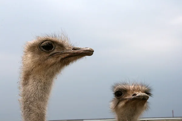 Cabeza de avestruz —  Fotos de Stock