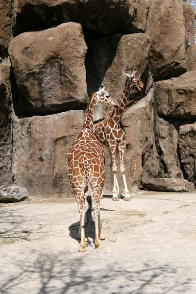 Žirafy — Stock fotografie