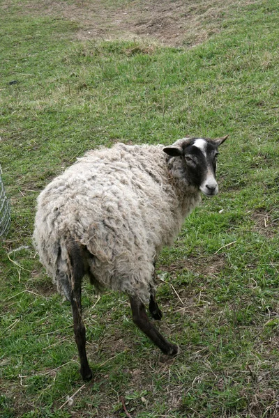 農場で羊 — ストック写真