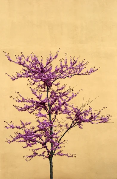 stock image Cherry tree