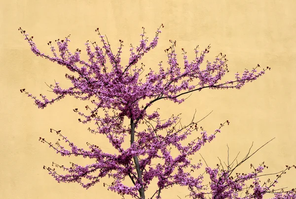 stock image Cherry tree