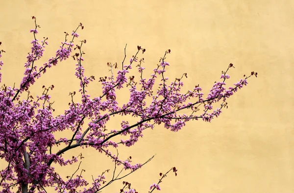 stock image Cherry tree