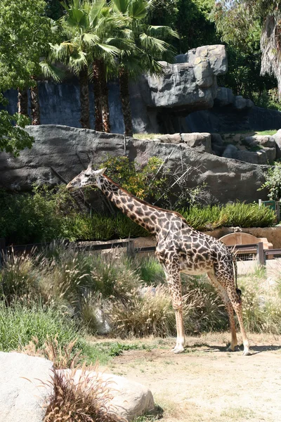 Żyrafa — Zdjęcie stockowe