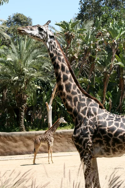 Girafes — Photo
